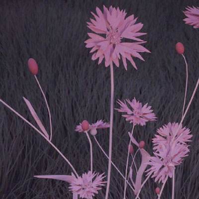 彩神lllv入口下载手机版