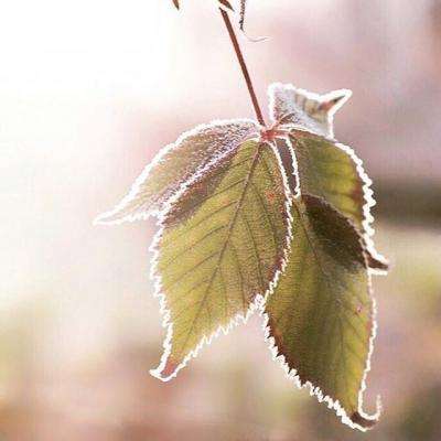 足球滚球的正规平台app截图